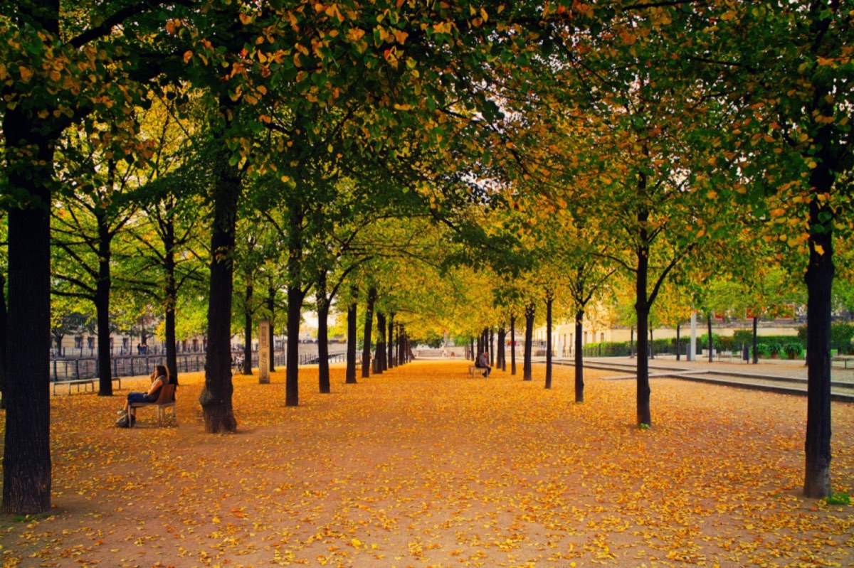 A tree-lined park path